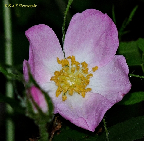 {Rosa carolina}